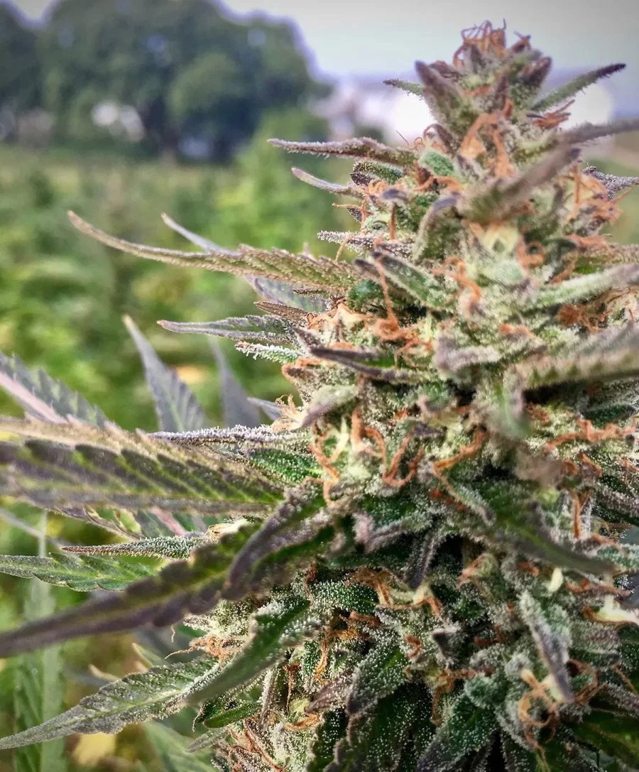 Atlas Tangerine CBD Photoperiod Feminized Seeds