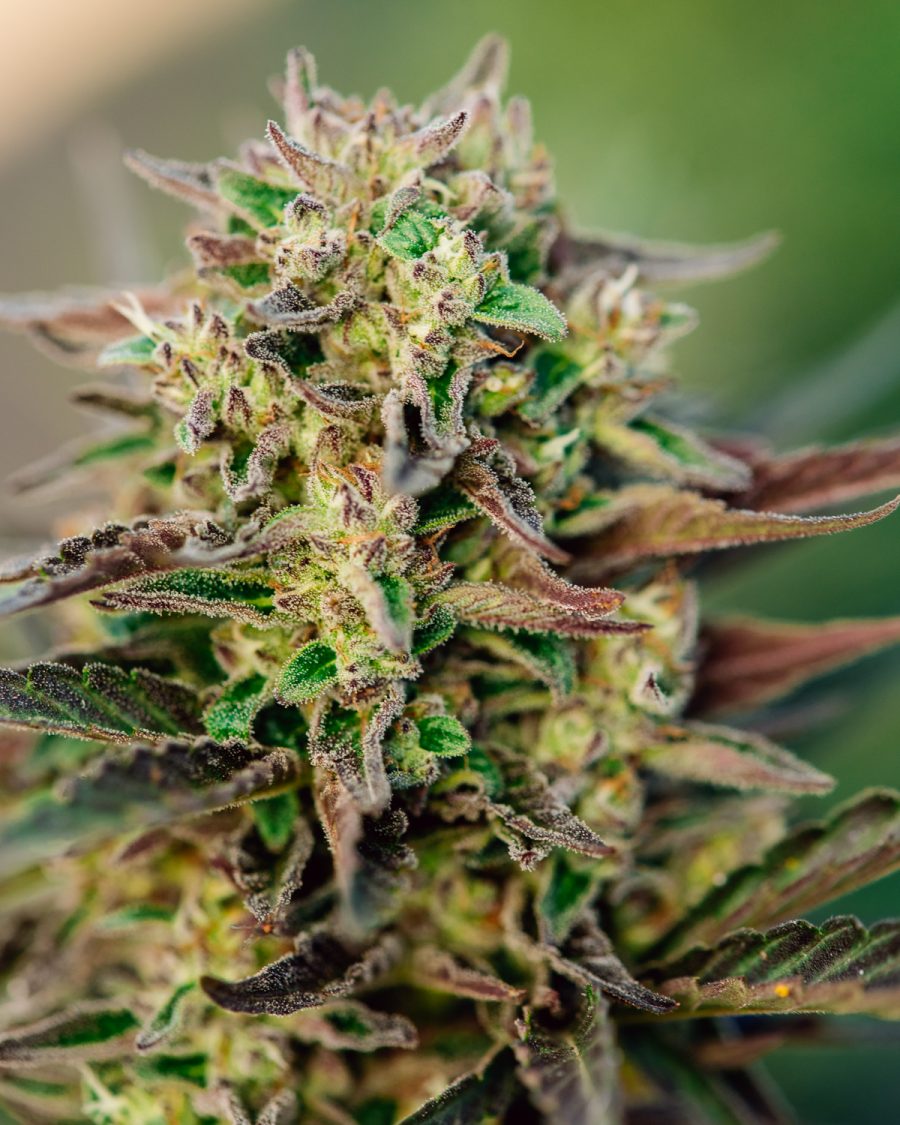 Outdoor Auto-Flowering