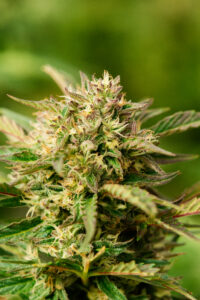 Atlas Seed Mythic OG Auto-Flowering Feminized Seeds Day-Neutral