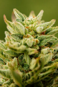 Atlas Seed Mythic OG Auto-Flowering Feminized Seeds Close Up