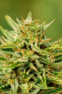 Atlas Seed Mythic OG Fem Auto-Flowering Seeds