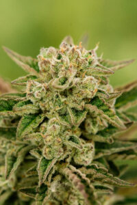 Atlas Seed Mythic OG Feminized Auto-Flowering Seeds Field Flower