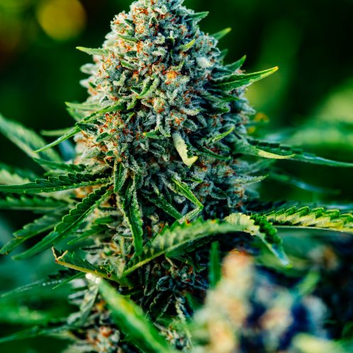 Gummibears Atlas Seed feminized auto-flowering seeds