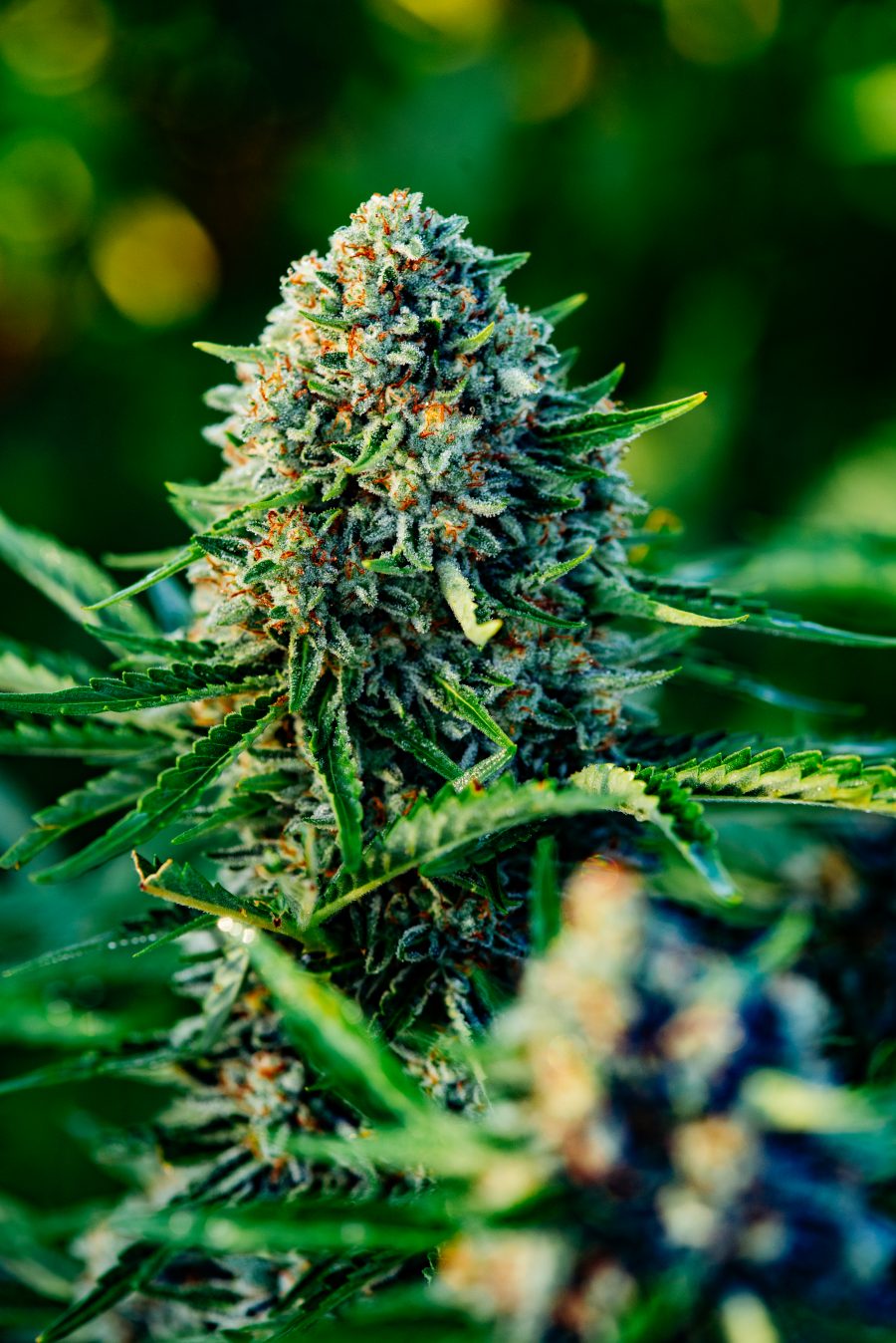 Gummibears Atlas Seed feminized auto-flowering seeds