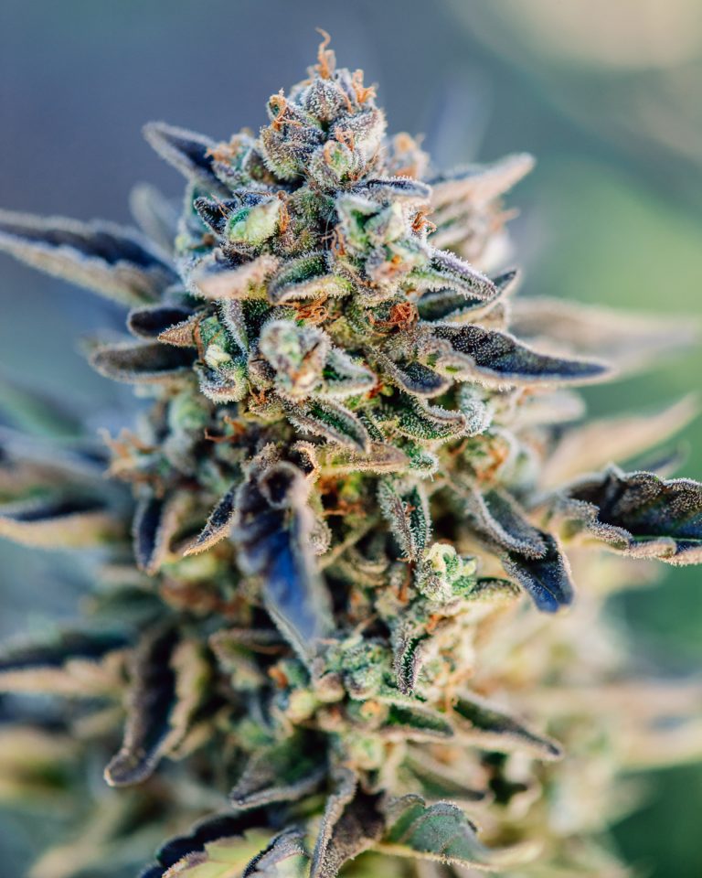 atlas-seed-top-gun-auto-fem-ground-up-genes