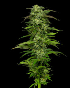 Dream Queen Auto-Flower Humboldt Seed Company