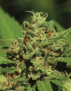 Emerald Fire OG Auto-Flower Humboldt Seed Company