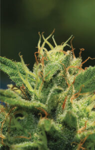 Humboldt Sour Diesel Auto-Flower Humboldt Seed Company feminized photoperiod seeds