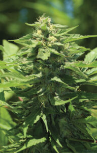 Trainwreck Auto-Flower Humboldt Seed Company