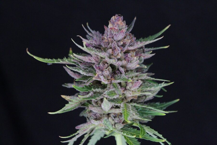 Twenty20 Mendocino Durban Sunrise Auto-Flowering