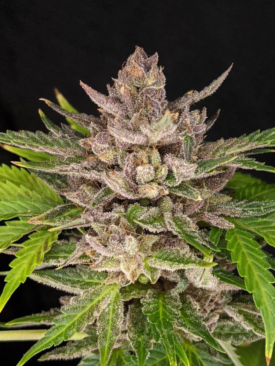 Twenty20 Mendocino Durban Sunrise Auto-Flowering