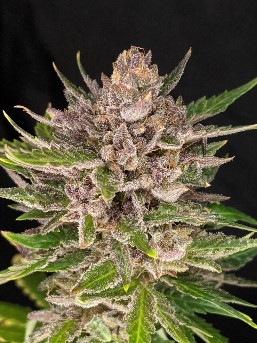 Twenty20 Mendocino Durban Sunrise Auto-Flowering