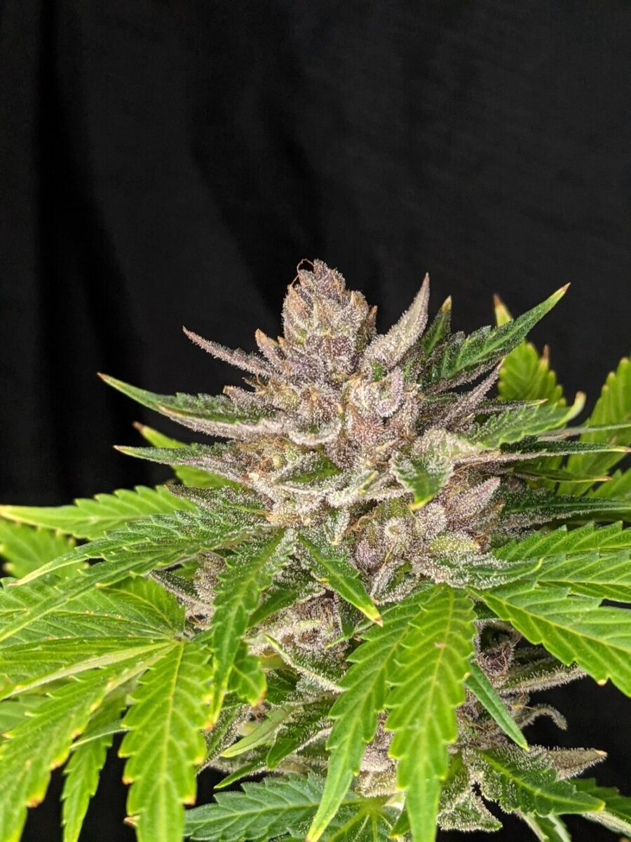Twenty20 Mendocino Durban Sunrise Auto-Flowering