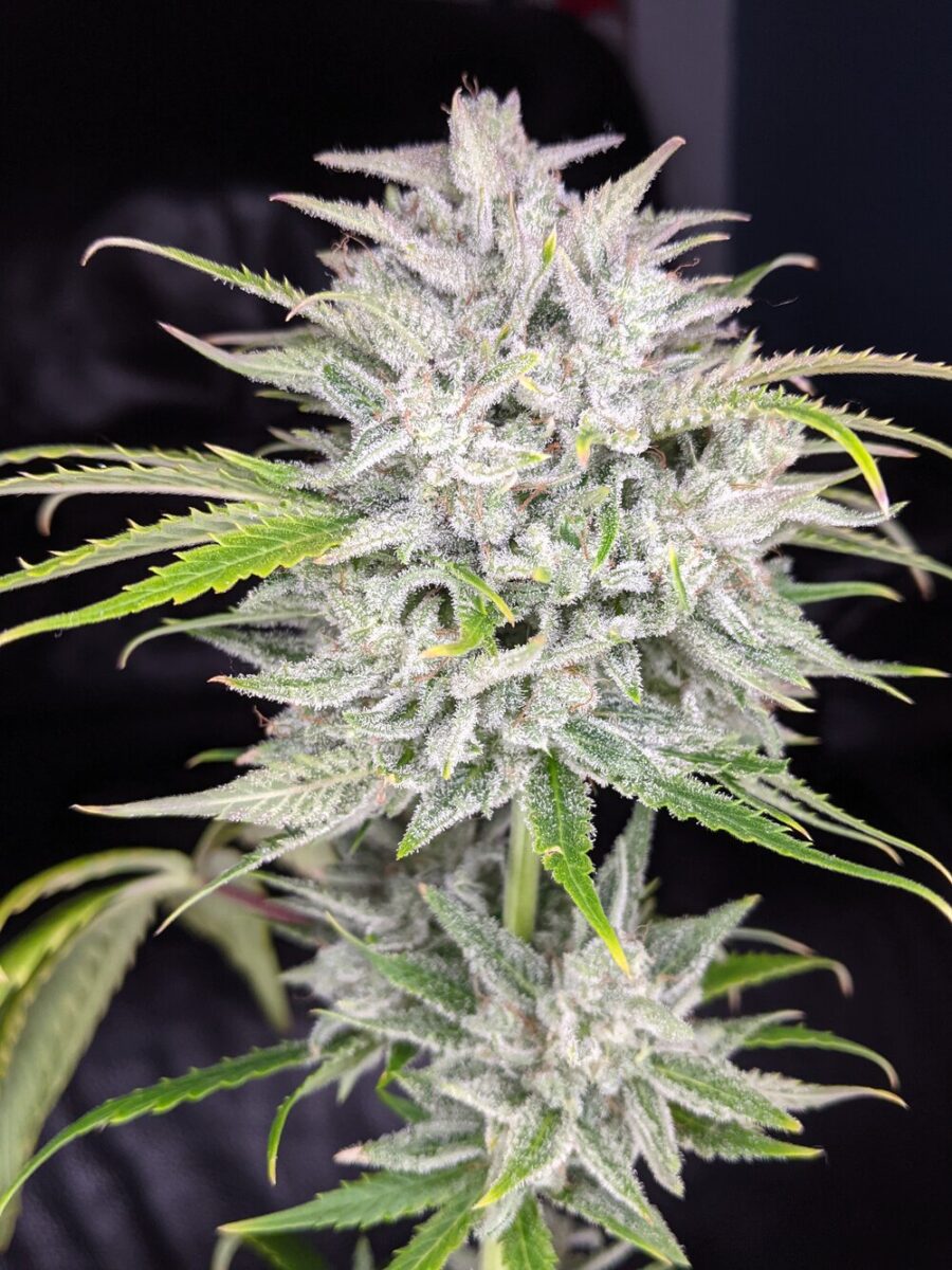 Twenty20 Mendocino Triks Auto-Flowering