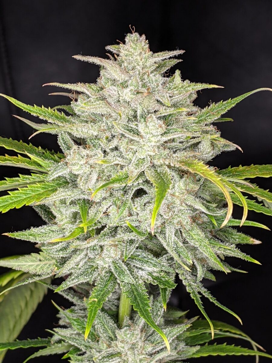 Twenty20 Mendocino Triks Auto-Flowering