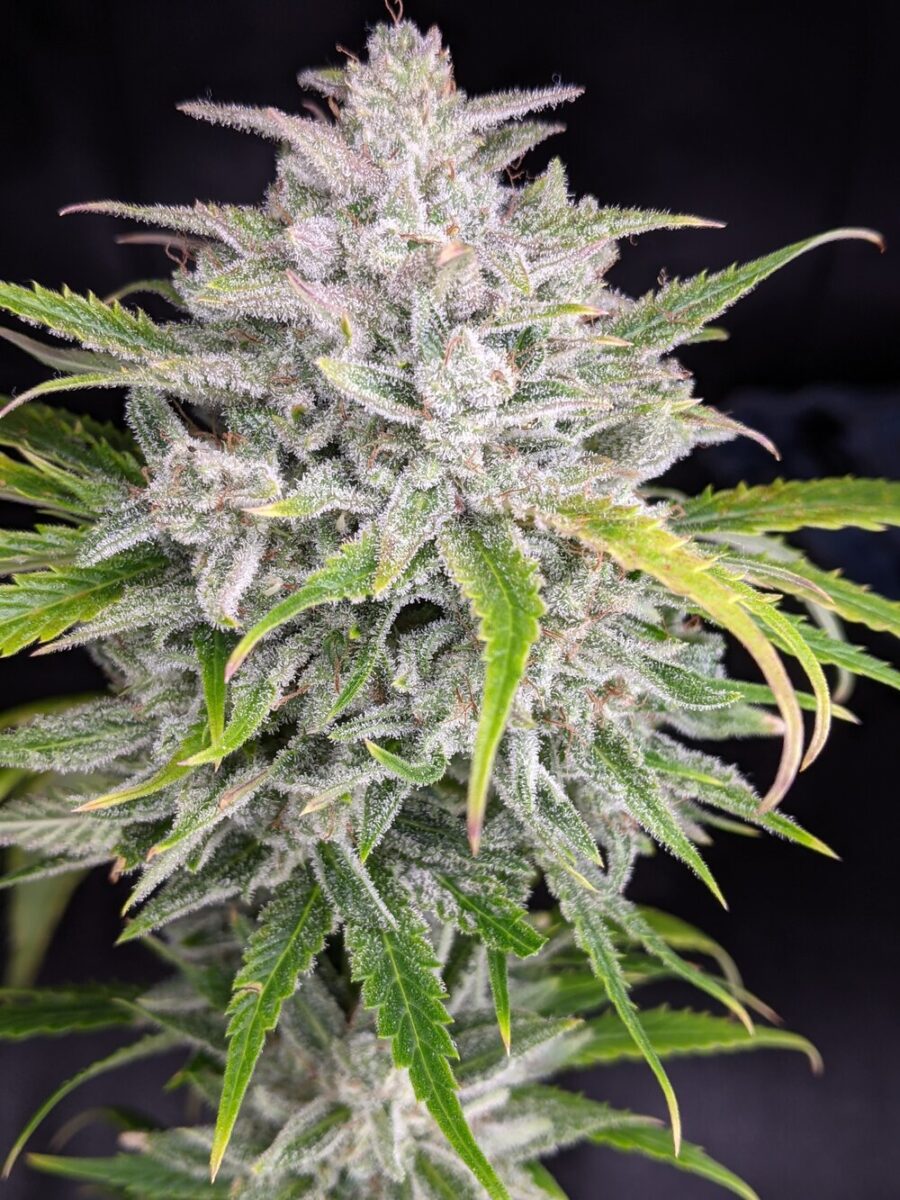 Twenty20 Mendocino Triks Auto-Flowering