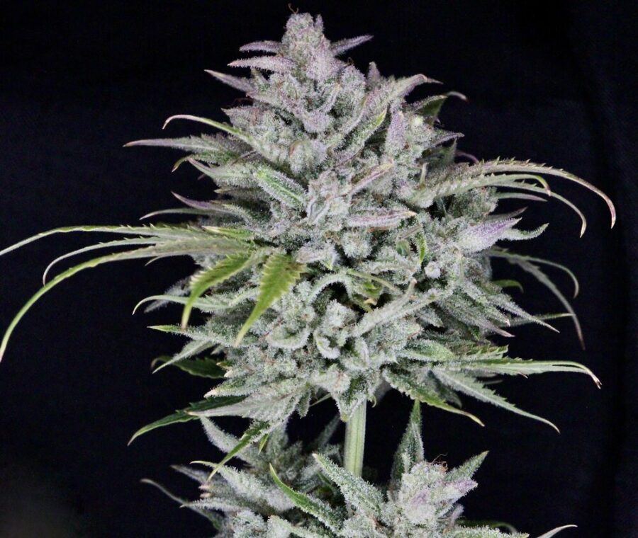 Twenty20 Mendocino Triks Auto-Flowering