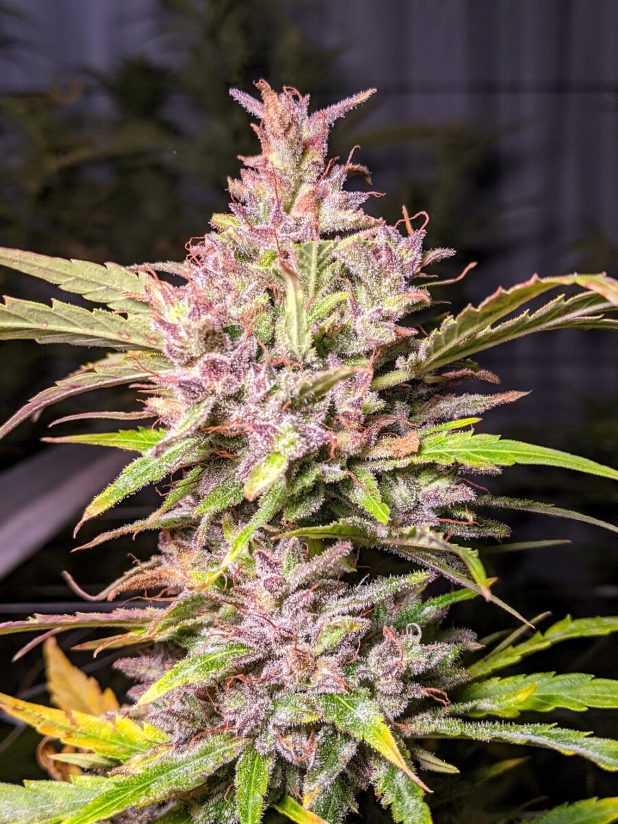 Twenty20 Mendocino Whiskey Zulu Auto-Flowering