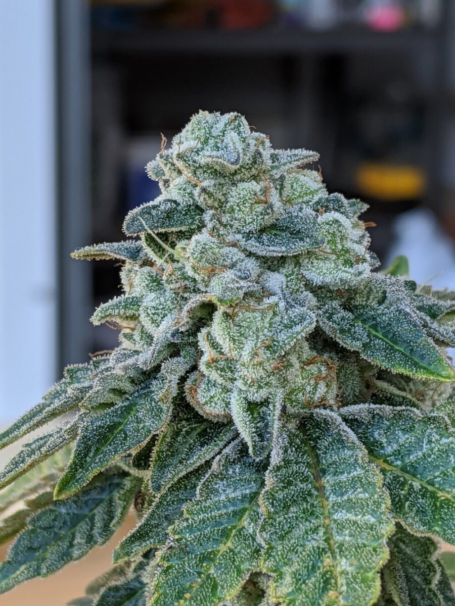 Twenty20 Mendocino Bad Girl Feminized Photoperiod Seeds