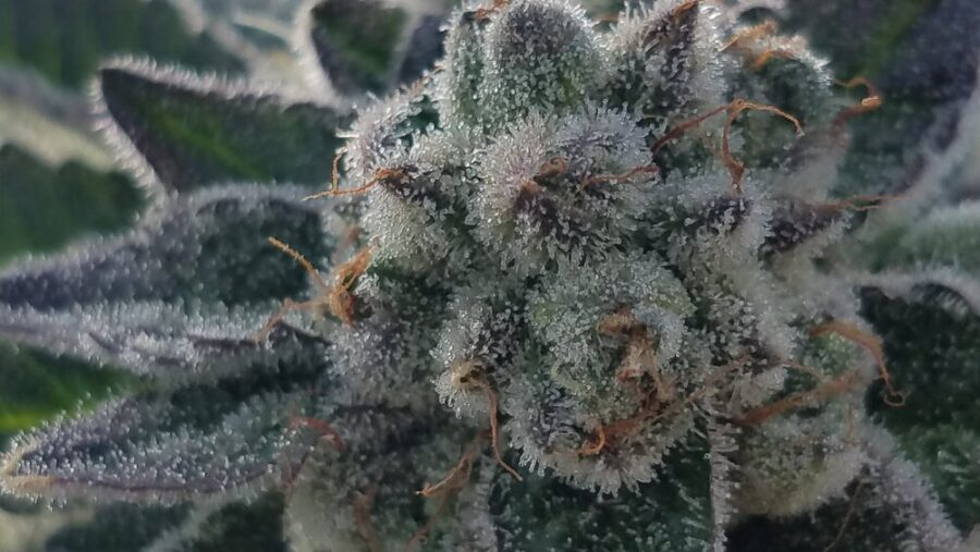 Twenty20 Mendocino Bad Girl Feminized Photoperiod Seeds