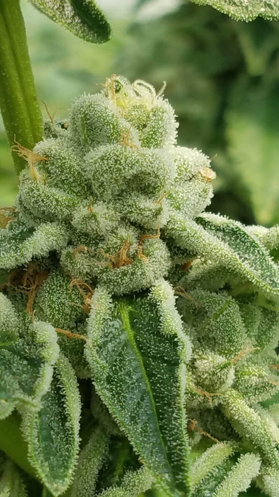 Twenty20 Mendocino Bad Girl Feminized Photoperiod Seeds