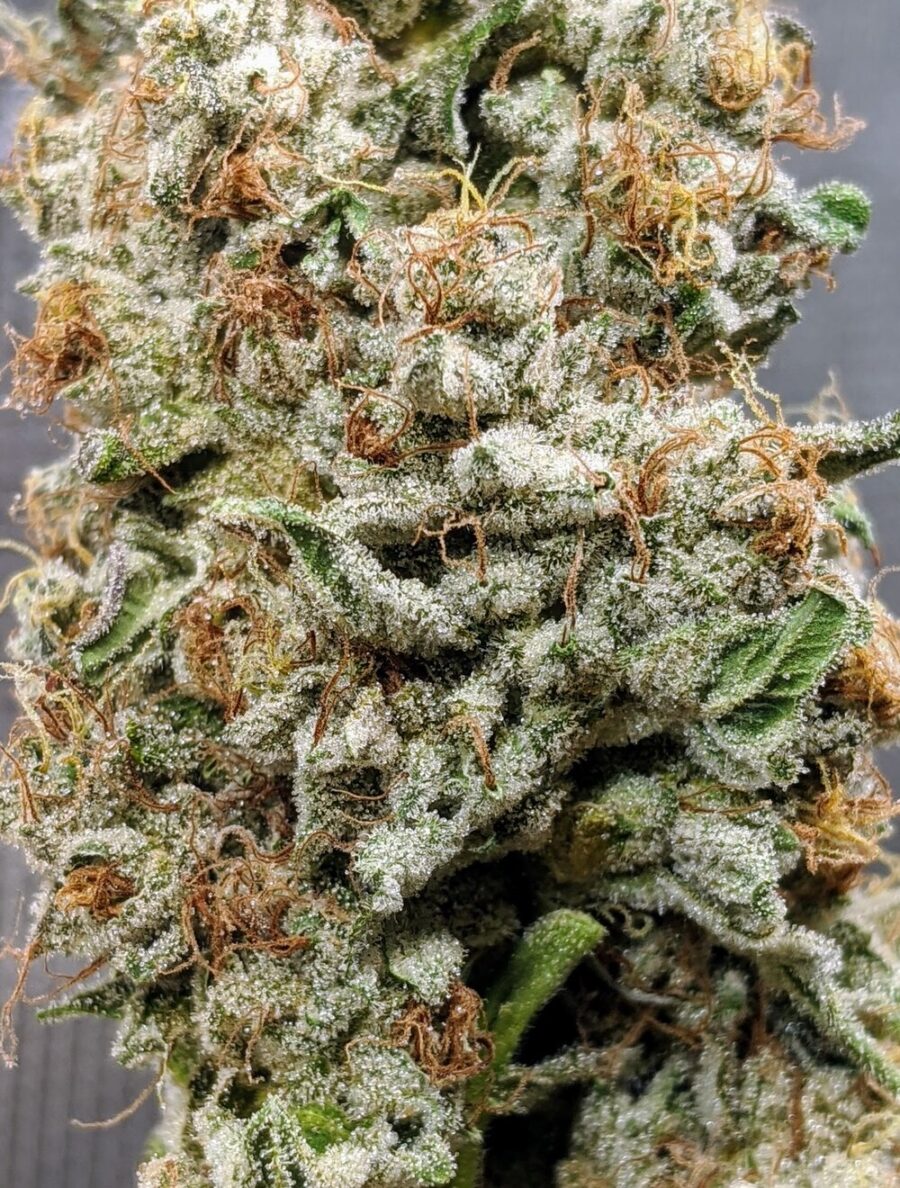 Twenty20 Mendocino Bad Girl Feminized Photoperiod Seeds