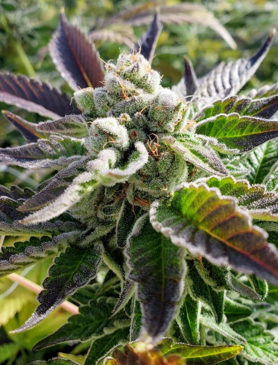 Twenty20 Mendocino Bad Girl Feminized Photoperiod Seeds