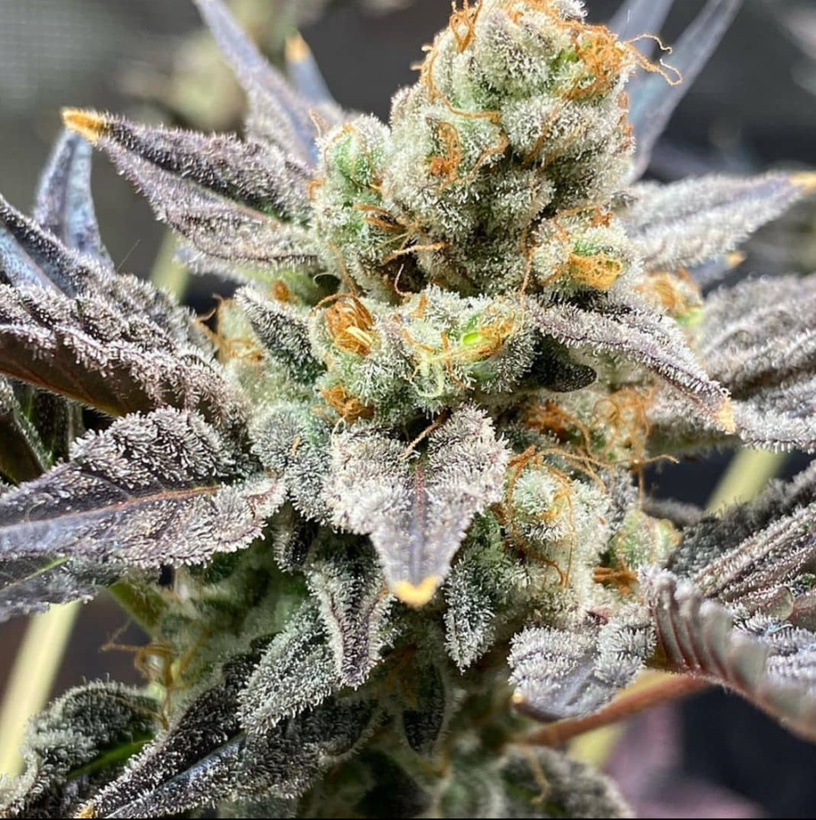 Twenty20 Mendocino Bad Girl Feminized Photoperiod Seeds