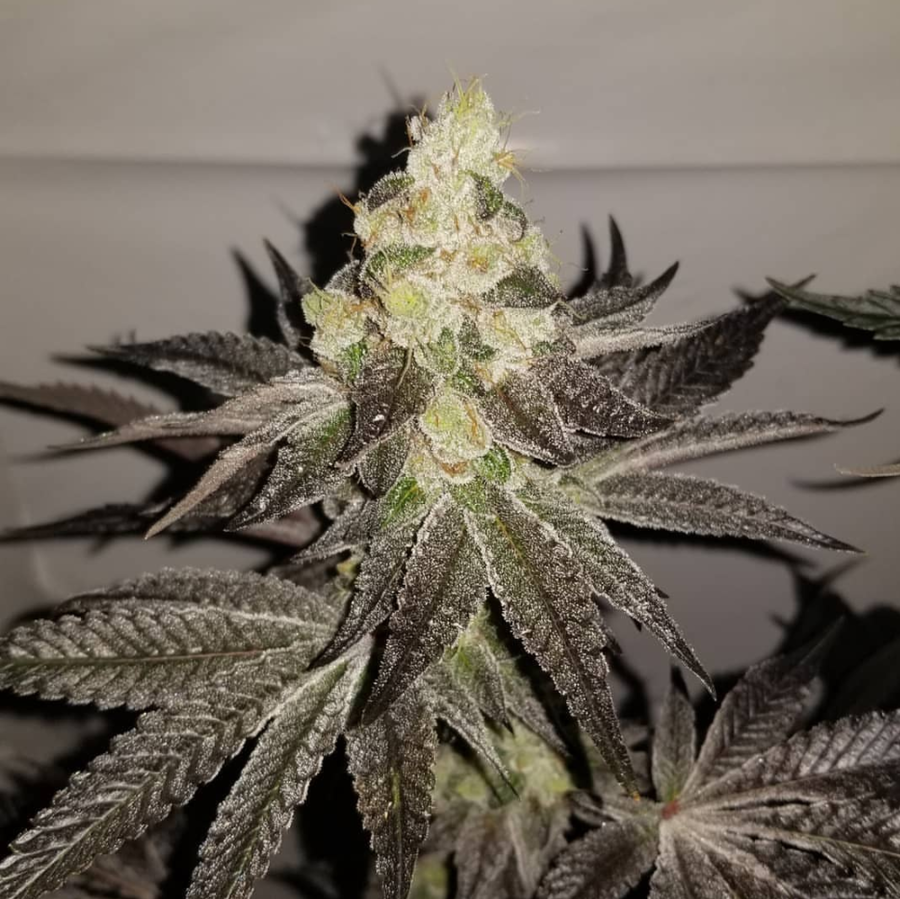 Twenty20 Mendocino Bad Girl Feminized Photoperiod Seeds