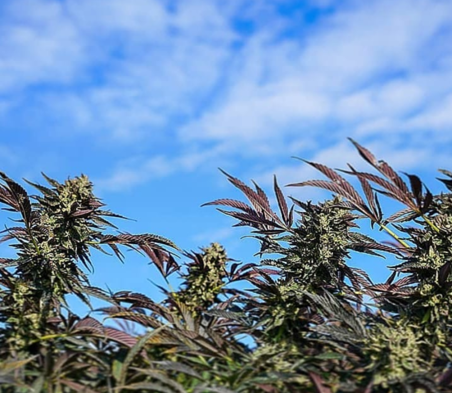 Twenty20 Mendocino Bad Girl Feminized Photoperiod Seeds