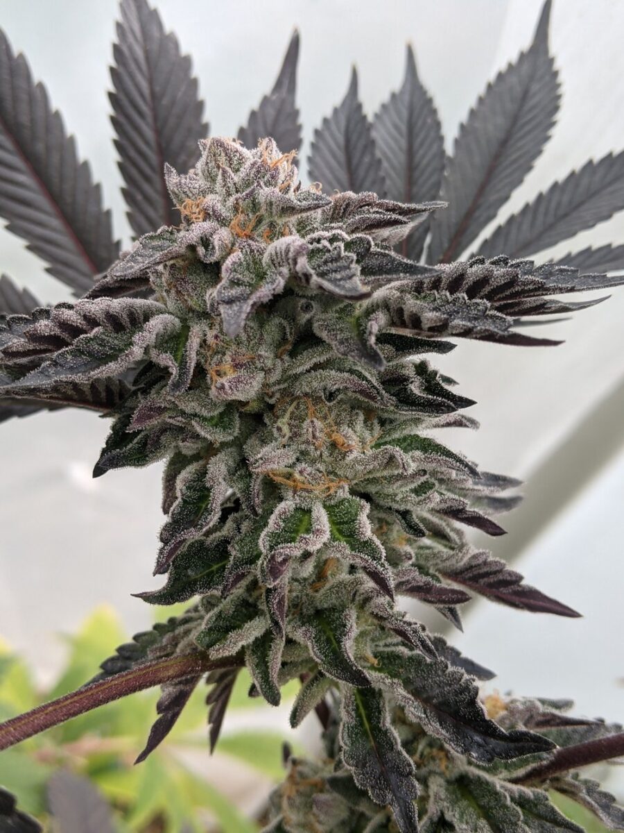 Twenty20 Mendocino Girl Crush Feminized Photoperiod Seeds