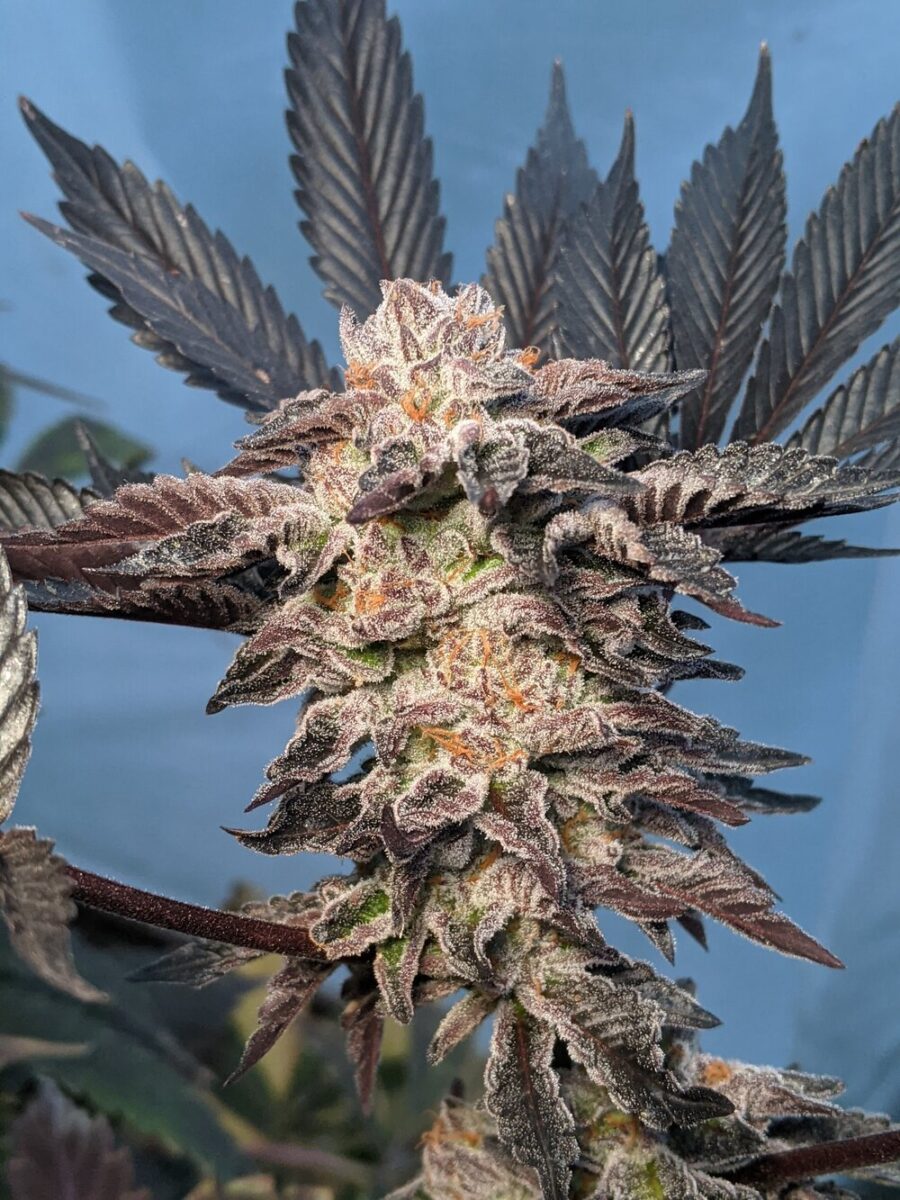 Twenty20 Mendocino Girl Crush Feminized Photoperiod Seeds