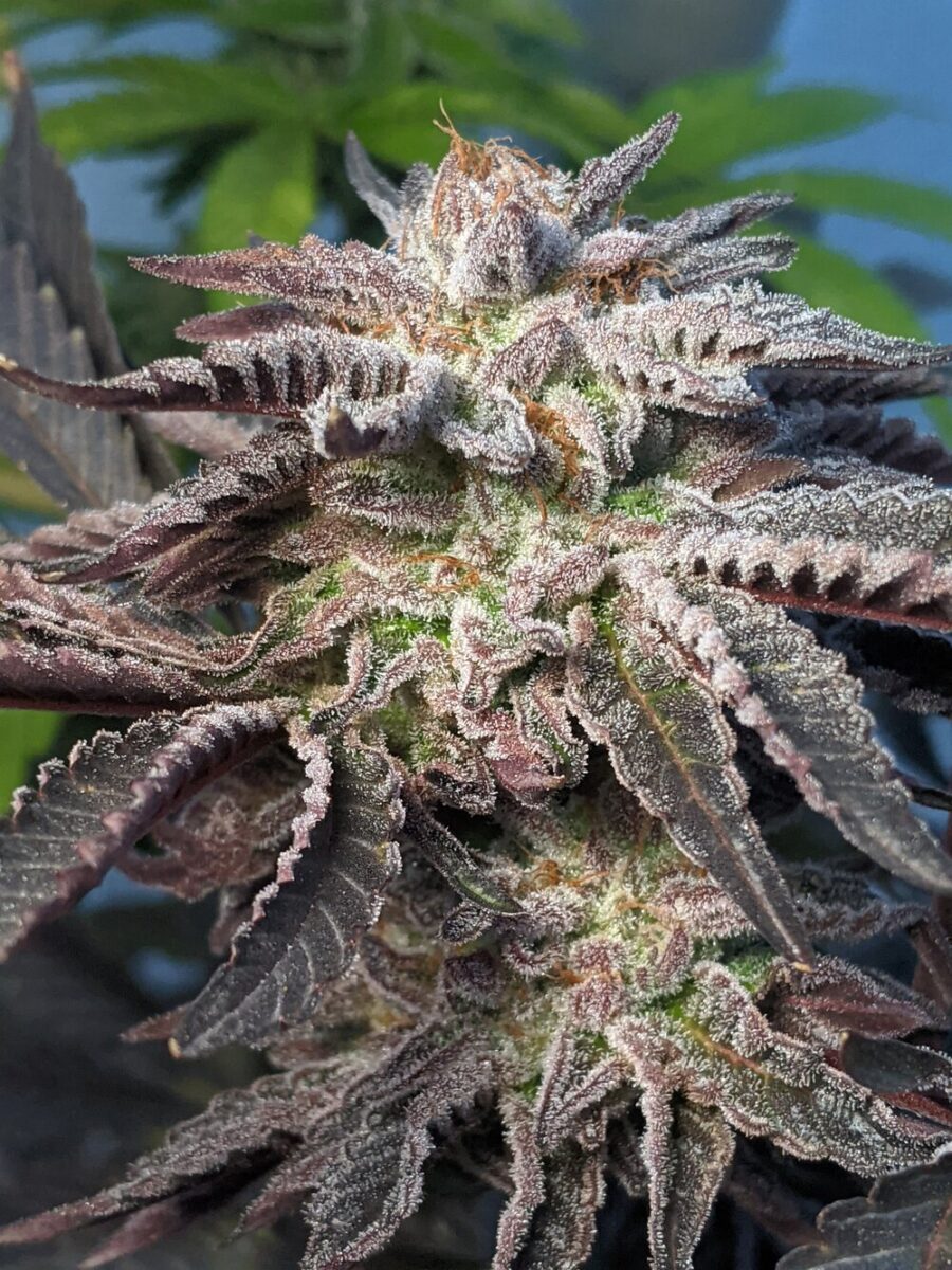 Twenty20 Mendocino Girl Crush Feminized Photoperiod Seeds