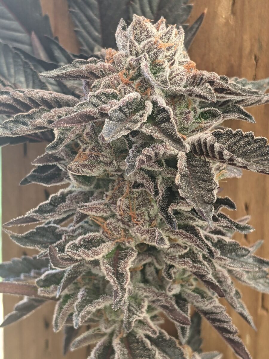 Twenty20 Mendocino Girl Crush Feminized Photoperiod Seeds