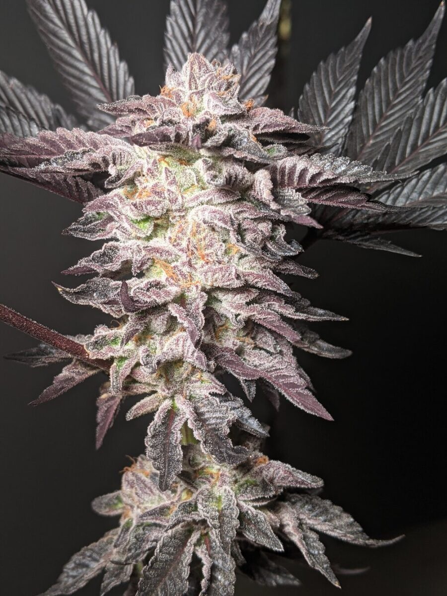 Twenty20 Mendocino Girl Crush Feminized Photoperiod Seeds