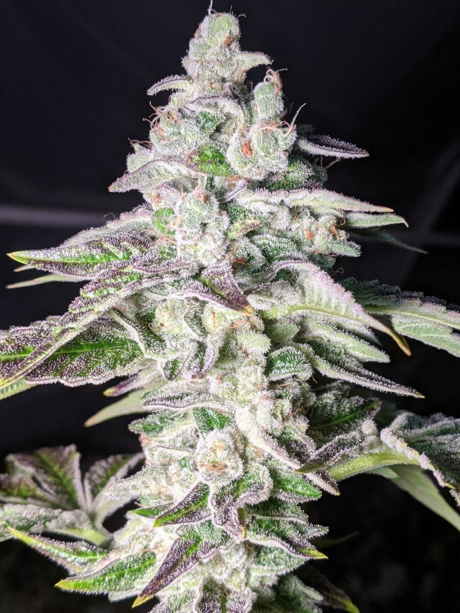 Twenty20 Mendocino SFG Feminized Photoperiod Seeds