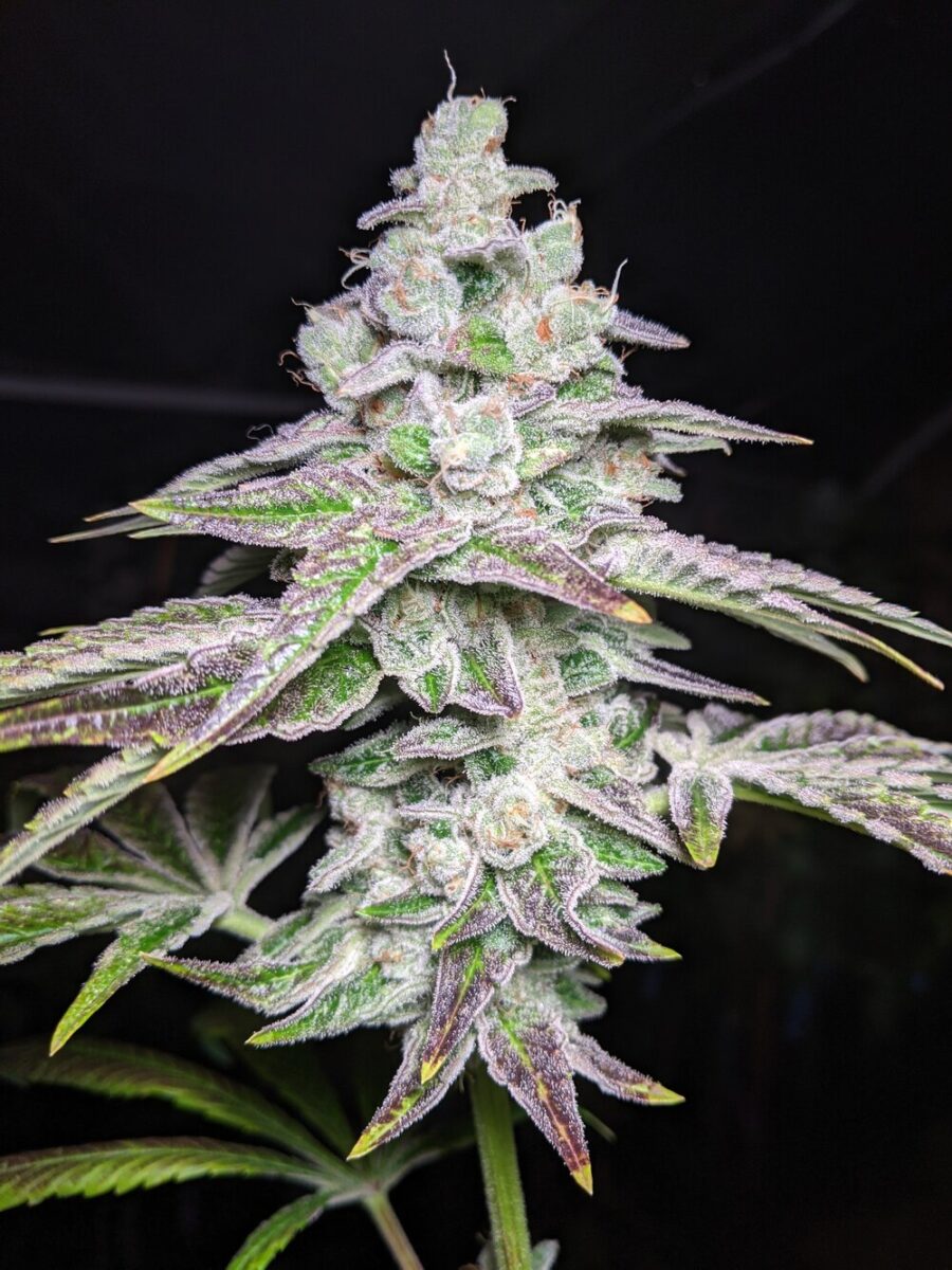 Twenty20 Mendocino SFG Feminized Photoperiod Seeds
