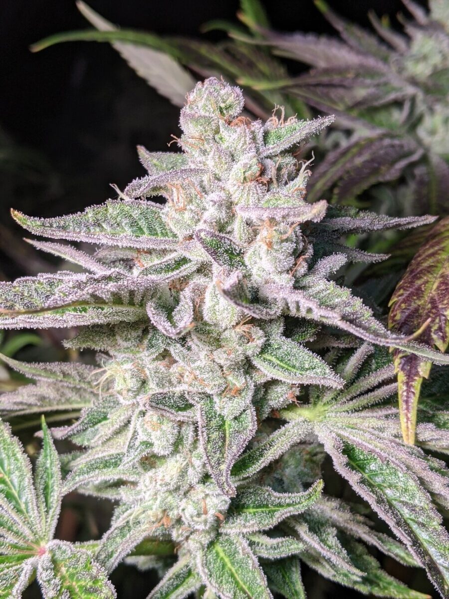 Twenty20 Mendocino SFG Feminized Photoperiod Seeds