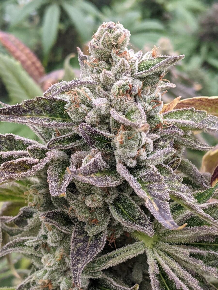 Twenty20 Mendocino SFG Feminized Photoperiod Seeds