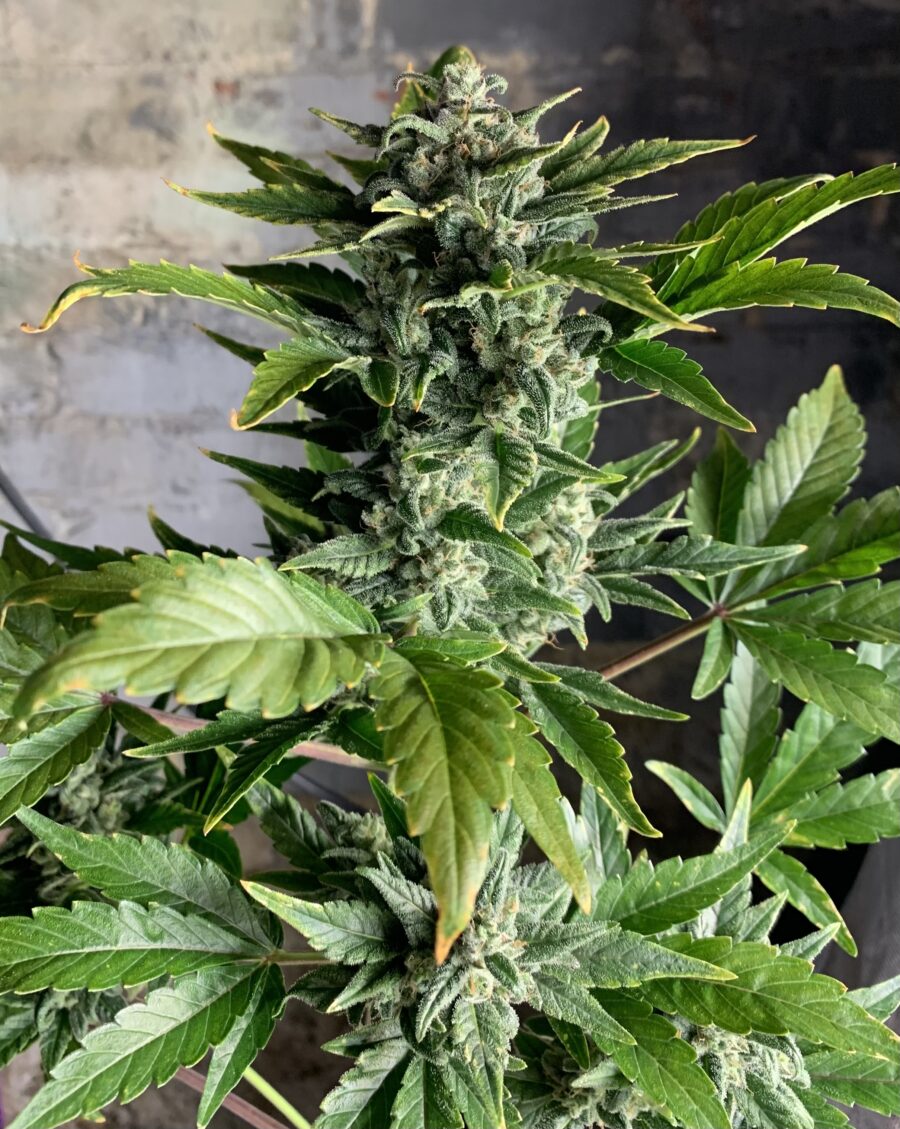 Blueberry 1 Ground Up Genes Auto-Flowering Regular Seed