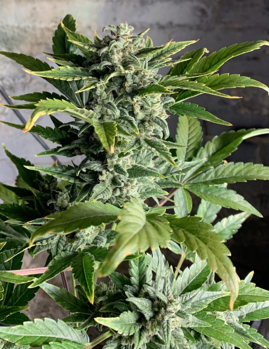 Blueberry 1 Ground Up Genes Auto-Flowering Regular Seeds