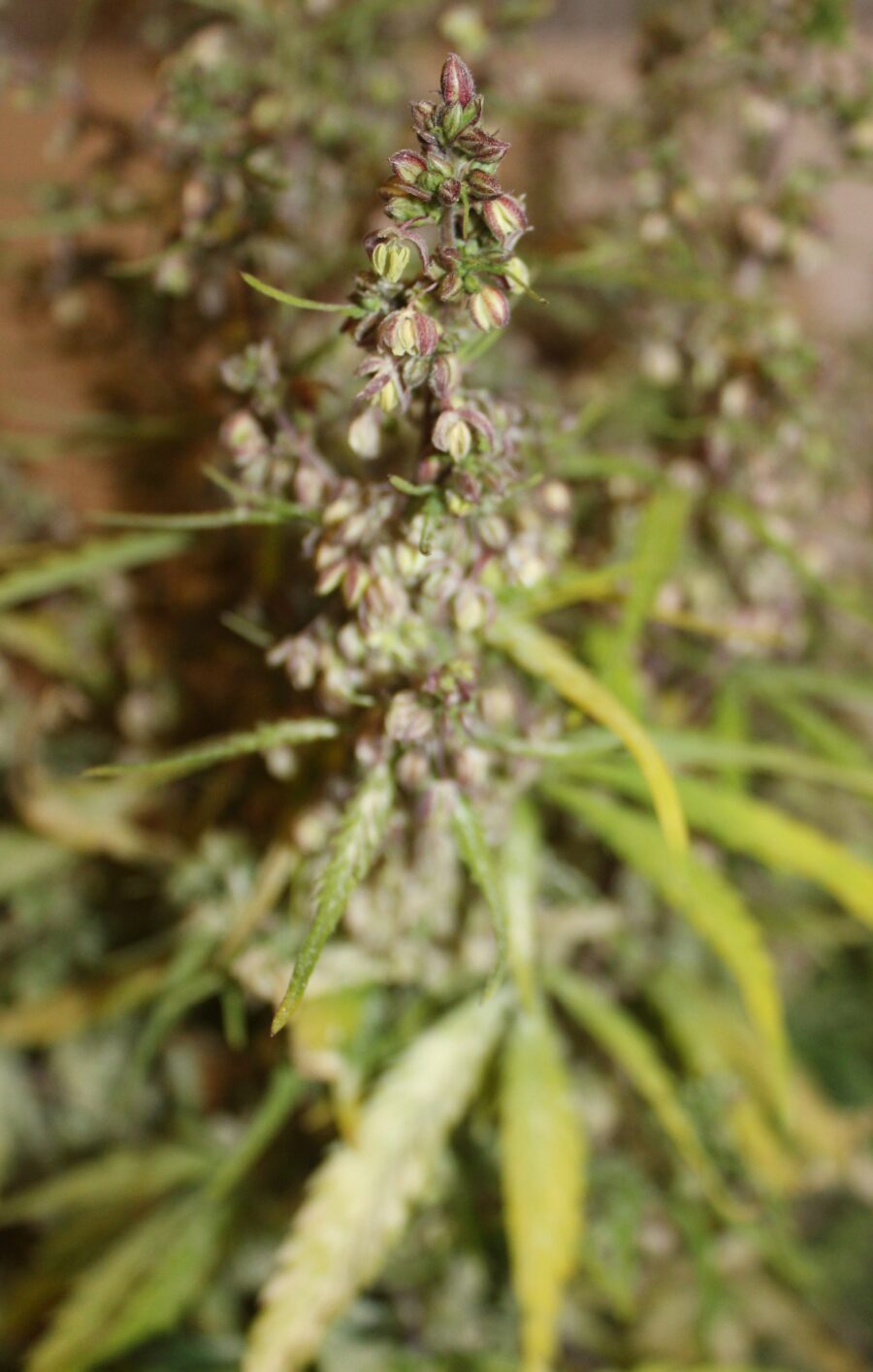 Blueberry #2 Regular Auto-Flowering Ground Up Genes
