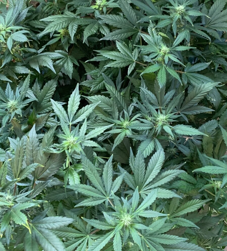 Ground Up Genes Blueberry 1 Auto-Flowering Regular Seeds Group Shot