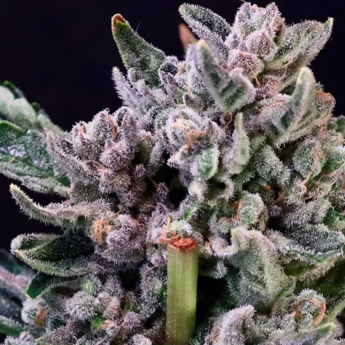 Atlas Seed Gelato 41 feminzied photoperiod cannabis seeds