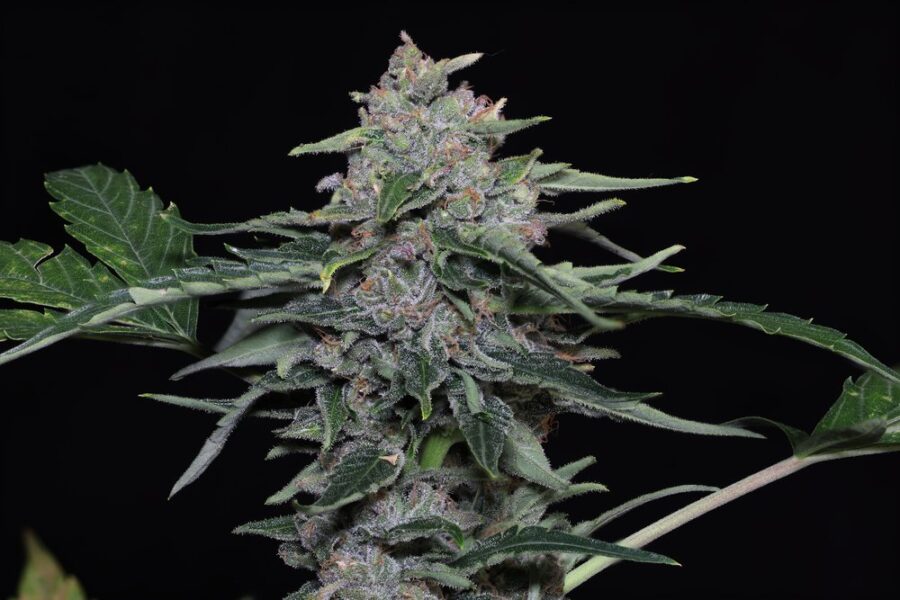Biscauto Twenty20 Mendocino Feminized Auto Flowering