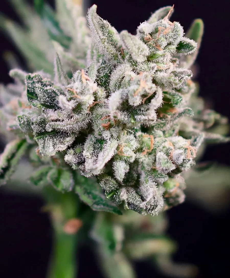 Atlas Seed GMO Bomb feminized photoperiod cannabis seeds