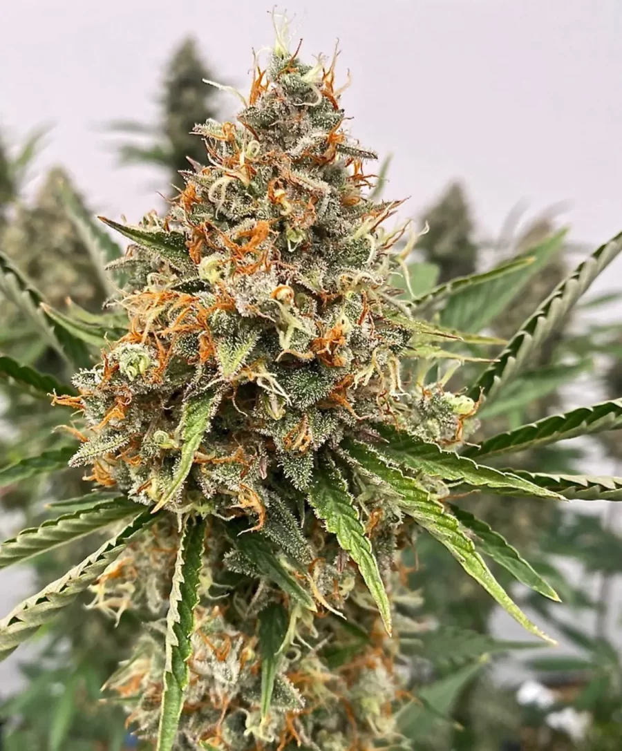 Atlas Seed Mendo Butter feminized photoperiod cannabis seeds