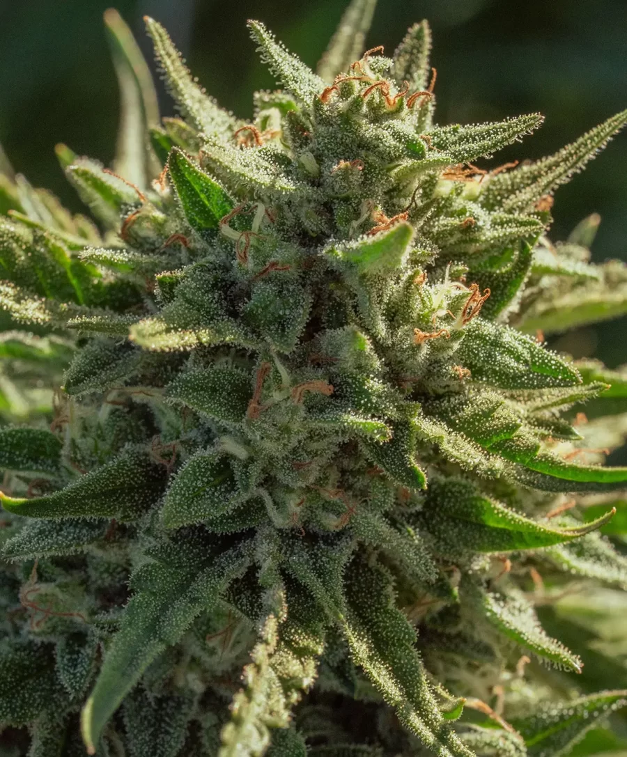 Atlas Seed Gravenstein Autoflowering feminized seeds