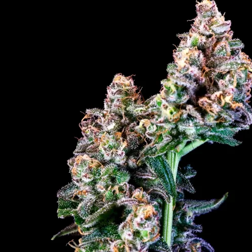 Atlas Seed Purple Punch feminized photoperiod cannabis seeds