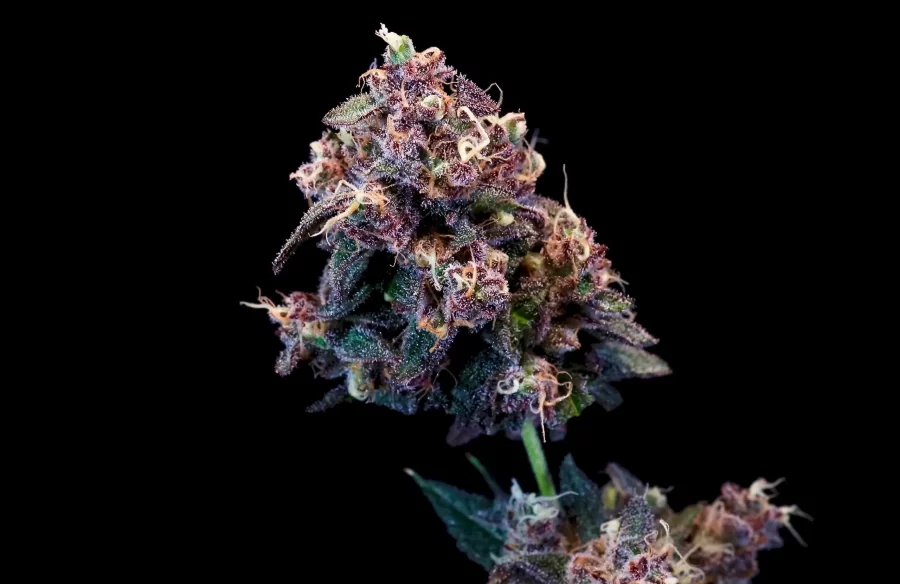 Atlas Seed Berry Pie feminized semi full term photoperiod cannabis seeds